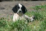 SETTER ANGLAIS 266